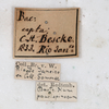 CollectionObject 1559026; NMW 779, 7e1847a0-cd7c-432d-9d71-6405e0886c23: copyright NMW, Vienna. female, data labels (syntype). (CollectionObject).