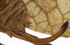 CollectionObject 1529693; 4d3db86c-cbb3-43ed-ba99-53289e088b6b: female ovipositor (holotype). (CollectionObject).