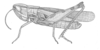 Amphitornus coloradus coloradus (Thomas, 1873): Fig. 1. male habitus (Akentetus unicolor). (Otu).
