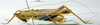 Eumacroxiphus (Eumacroxiphus) diffundatus Ingrisch, 1998: male habitus lateral view (paratype). (Otu).