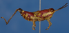 CollectionObject 1518905; e643ba68-388b-4d7f-bcd4-225099e14ab5: female, lateral view (holotype). (CollectionObject).