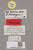 CollectionObject 2051841; 76272d4c-a39f-4ae1-9d72-14aacb818981, NHMUK015982277: labels (paratype). (CollectionObject).