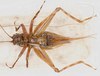 CollectionObject 1585736; 2407d866-9c5f-40a9-9774-1d464c781bda: female, ventral view (paratype). (CollectionObject).
