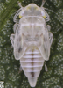 Habitus, lateral view on Zyginella pulchra Löw, 1885: Nymph (N5). (Observation).