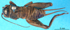 male nymph, dorsal view (holotype of Cophogryllus kuhlgatzi). Depicts CollectionObject 1500752; ea706ec7-b8ad-4565-a01c-be86d8a761d7, a CollectionObject.