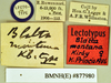 Hebardina ugandana (Giglio-Tos, 1907): Lectotype, female, labels. BMNH(E)#877980. (Otu).