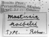 CollectionObject 1566323; 5f44531d-f74e-4407-9845-063092944ad0: Image Carbonell, C.S. labels (paralectotype). (CollectionObject).