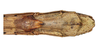 CollectionObject 1597523; e7833e87-b880-4a36-9407-dc546c8c8b89, QIMR T250924: copyright QM. female: end of abdomen, ventral view (holotype). (CollectionObject).