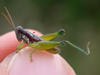 Propedies microsanguineus Cigliano & Lange, 1998: Male. Paraguay, 10 km SE Estigarribia, Ruta Transchaco, Colonias Menonitas. (Otu).