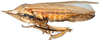 Habitus, lateral view: Glossocratus afzelii, lateral habitus (INHS). (Observation).