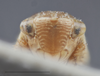 Head: !! display not done !! on Diplocolenus (Diplocolenus) bohemanni (Zetterstedt, 1837): Head/Face. (Observation).