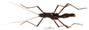 CollectionObject 1573618; 72ab0486-28a3-40cb-8327-4c1b3982e8fe: copyright MNHN, Paris. female (paratype). (CollectionObject).
