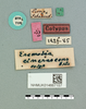 Eremopeza cinerascens (Stål, 1875): female, labels (syntype). (Otu).