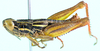 Euloryma vittipennis (Stål, 1875): male, lateral view. (Otu).