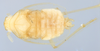 Habitus, dorsal view: (Observation).