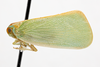 Habitus, lateral view: !! display not done !! on Ormenaria rufifascia (Walker, 1851): (Observation).
