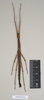 CollectionObject 1559548; NHMUK(SF IMPORT DUPLICATE) 844767, b87e6220-e950-4b3b-ae28-ae4490bb440a: copyright Natural History Museum, London. female of synonym Lopaphus langkawicus (paratype). (CollectionObject).