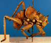 CollectionObject 1500337; cb8fc823-383d-4eb7-9482-b3576da6c4f6: male, lateral view (holotype). (CollectionObject).