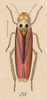 Habitus, dorsal view on Cuitlana venusta (Stål, 1864): (Observation).