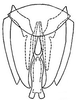 Subgenital plate: !! display not done !! on Sanctanus (Sanctanus) sanctus (Say, 1831): genital capsule, ventrally. (Observation).