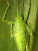 Aerotegmina shengenae Hemp, 2006: female, dorsal view (Tanzania, South Pare, Mwala Hill, November 2017). (Otu).