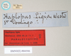 CollectionObject 1558917; 9c710c20-6f8d-45f0-a2c6-e103d0ce7dd5: copyright Natural History Museum, London. female, data labels of synonym Haplopus ligia (paralectotype). (CollectionObject).;CollectionObject 1558918; 91108cc7-f465-4d69-b42c-18b503e87bf5: copyright Natural History Museum, London. female, data labels of synonym Haplopus ligia (paralectotype). (CollectionObject).