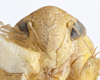 Head: (Observation).