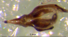 CollectionObject 1530829; e7318ee2-2169-44a7-84f5-5d555339e55d: phallus. (CollectionObject).