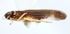 Habitus, lateral view: !! display not done !! on Eumetopina flavipes Muir, 1913: (Observation).
