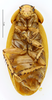 CollectionObject 1587372; MNHN(SF IMPORT DUPLICATE) MNHN-EP-EP1957, fd0cadea-c12b-4498-a0a5-6bb9b02f8e15: CC BY-NC-ND 4.0/MNHN - Depraetere Marion - 2014. Non type, sex unknown. Specimen number: MNHN-EP-EP1957. http://coldb.mnhn.fr/catalognumber/mnhn/ep/ep1957. (CollectionObject).