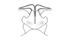 Atrachelacris olivaceus (Bruner, 1911): Fig. 3L. distal portion of phallic complex, dorsal view (Brazil, Chapada). (Otu).