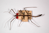 CollectionObject 1563571; 933df58e-b954-4a25-86f1-aed56a6561ba: copyright ZMHB, Berlin. male, dorsal view (syntype). (CollectionObject).