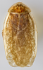 CollectionObject 1567084; 863a68cd-f6b0-4e15-9d64-1fe04602842b: Photo by Heidi Hopkins. Holotype, adult male, dorsal habitus. (CollectionObject).