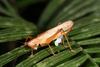 FieldOccurrence 3521; b1c3fd44-d5fc-4b0f-be47-63dcfec86839; Brazil: Rio de Janeiro
Teresópolis, Parque Nacional da Serra dos Órgãos. Sede, 2019/08/09-2019/08/11
Pedro Souza-Dias, Adriano Siqueira, João Lima: female. (FieldOccurrence).