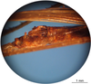 CollectionObject 1538318; 23d1499b-1331-4ade-bbf6-3a80db343777: male abdomen tip (lectotype). (CollectionObject).