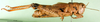 CollectionObject 1564443; 80bd6b64-6813-40bb-a04d-8342a423ad5d: female, lateral view (allotype of Dociostaurus elbursianus caspicus). (CollectionObject).
