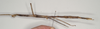 CollectionObject 1558126; NHMUK(SF IMPORT DUPLICATE) 844529, f17eebe6-fbee-4f8b-8d6d-e9faec8489db: copyright Natural History Museum, London. female, lateral view (holotype). (CollectionObject).