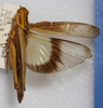 Gastrimargus marmoratus (Thunberg, 1815): 2013 Natural History Museum, London. male, dorsal view. (Otu).