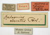 CollectionObject 1506795; 535df19a-d4fc-467c-bc52-f836533f592a: labels (holotype). (CollectionObject).