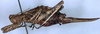 CollectionObject 1532907; 93ed41f7-f6ff-40aa-93e1-6f67536d9bb5: female, lateral view (paratype). (CollectionObject).