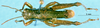 CollectionObject 1505169; c0fcdb8c-91d9-4d01-bf58-54d5ff32ea0d: male, dorsal view (paratype). (CollectionObject).