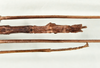 CollectionObject 1598208; QM T246825, 350e8788-2eba-44c5-89a1-27aaa31c73e3: copyright QM. male: end of abdomen, dorsal view (holotype). (CollectionObject).