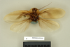 Blaberus discoidalis Serville, 1838: Copyright Natural History Museum, London. Lectotype (adult male) of Blabera subspurcata Walker, 1868 in BM(NH). Ventral view. (Otu).