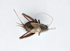 CollectionObject 2868908; 459cd19d-10df-4b52-9a7f-04918bc194ec, CNCI 1154952: Allonemobius griseus griseus. (CollectionObject).