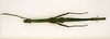 CollectionObject 1559960; b4edd13b-78a8-4b89-bc5a-de51d64c1b9e: copyright ANSP. female (paratype). (CollectionObject).