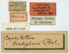 CollectionObject 1506728; 3c7894c8-34c2-4609-8016-bfbacfabbb2b: labels (syntype). (CollectionObject).