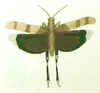 Oedipoda germanica (Latreille, 1804): Pl. IV, Fig. 2. dorsal view. (Otu).