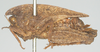 CollectionObject 1577331; 197d1cdc-70da-4fd1-91ef-fd4e837de2ba: female, lateral view (paratype). (CollectionObject).
