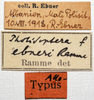 CollectionObject 1575360; a812fbb6-035d-405e-97aa-6af03f3bcd63: labels (allotype). (CollectionObject).
