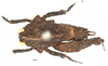 CollectionObject 1567902; 54813aa2-f50d-4f8d-b7da-77fc98a60862: female, dorsal view (paratype). (CollectionObject).